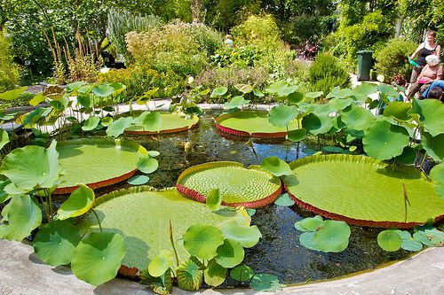 El Jardín Botánico