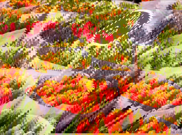 Mercado de las Flores